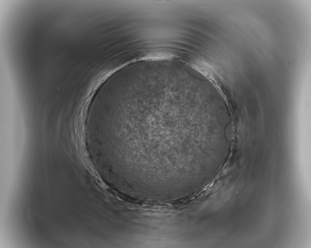 X0000094070337200710261251
