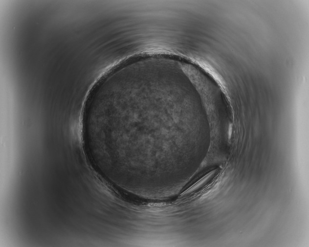 X0000094070391200710261251