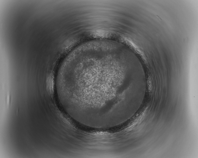 X0000094070637200710261247