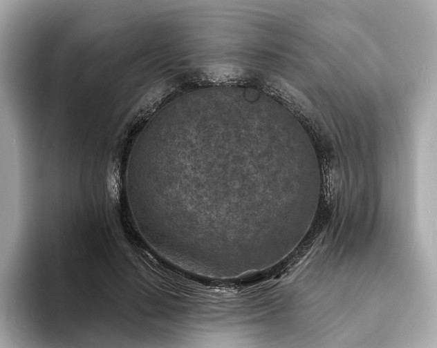 X0000094070644200710261247