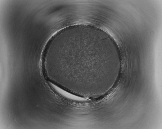 X0000094070975200710261243