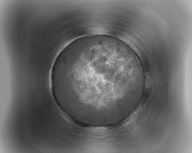 X0000094071031200710261242