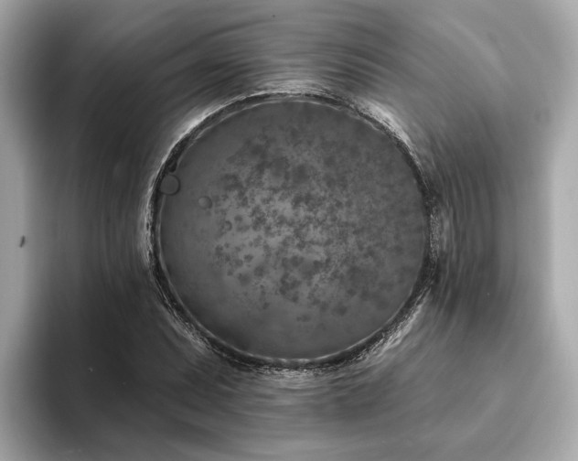 X0000094071071200710261242