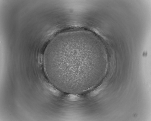 X0000094070528200711021513