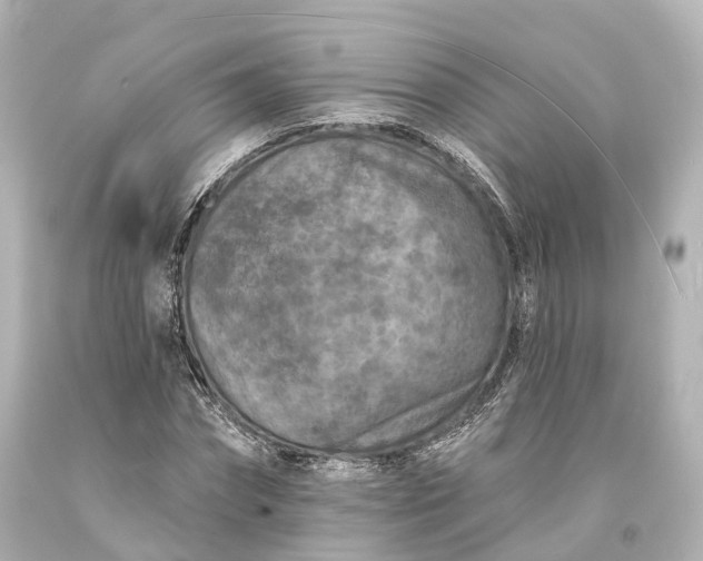 X0000094070874200711021507