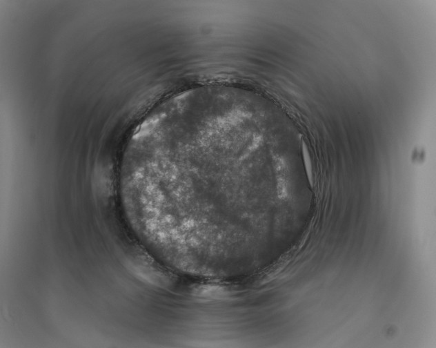 X0000094070224200711161554