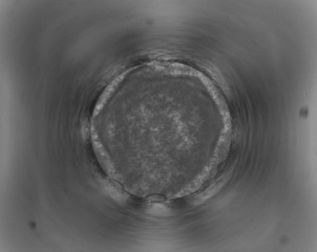 X0000094070285200711161554