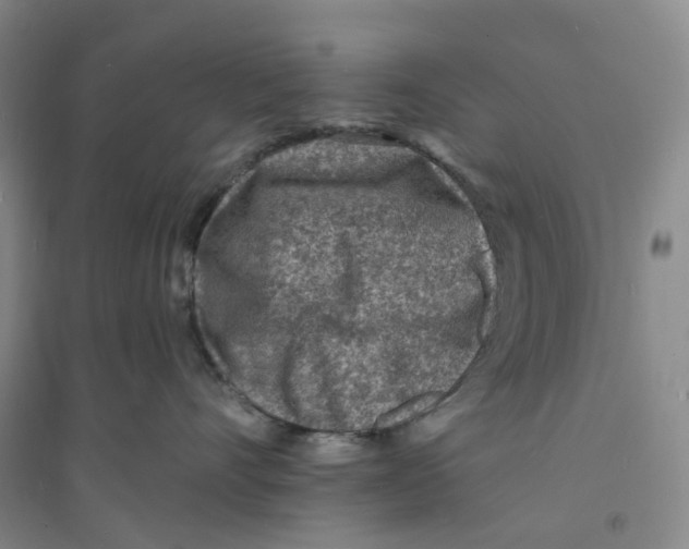 X0000094070528200711161550