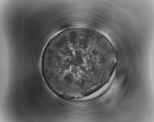 X0000094080995200710261303