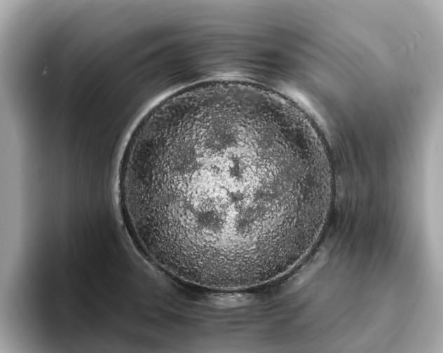 X0000094081331200710261259