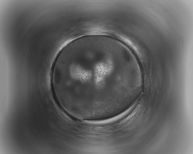 X0000094081463200710261257