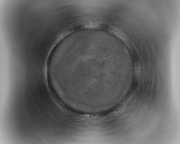 X0000094080626200711021514