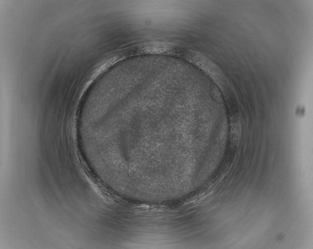 X0000094080626200711091215