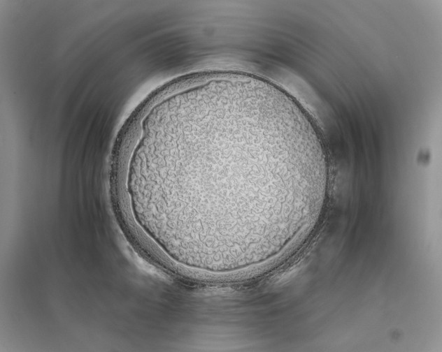 X0000094081094200711091209