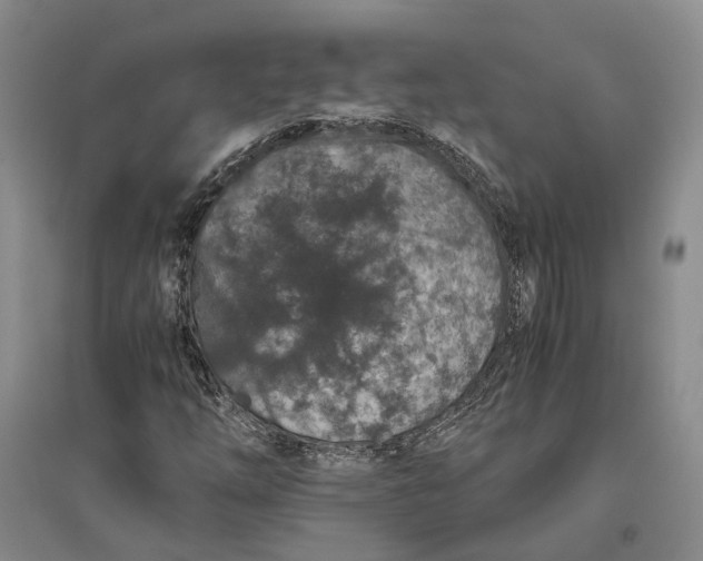 X0000094081254200711091207