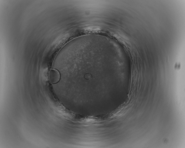 X0000094170224200710261116