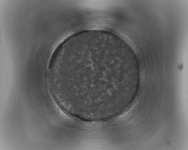 X0000094170721200710261108