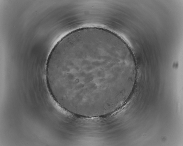 X0000094170895200710261106