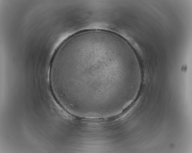 X0000094171224200710261101