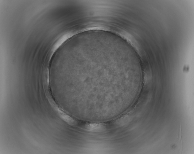 X0000094171274200710261100