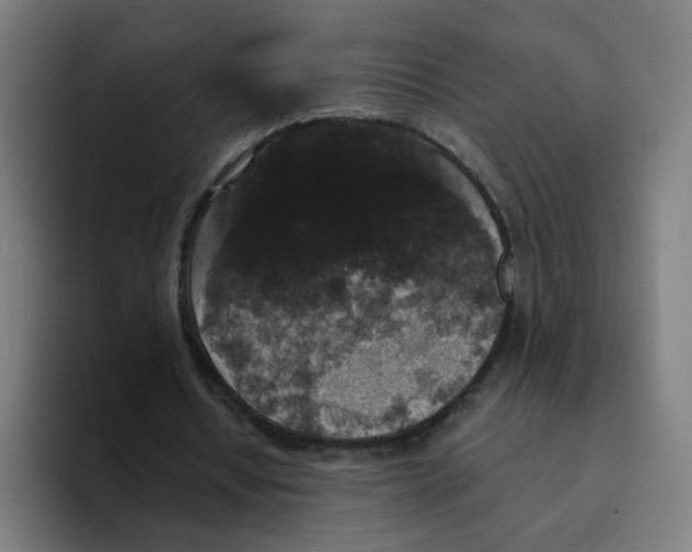 X0000094170434200711161711