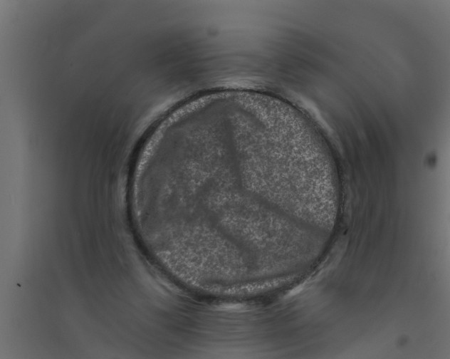 X0000094170299200711241536