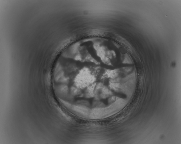 X0000094170729200711241529