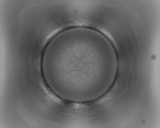 X0000094180442200710261135