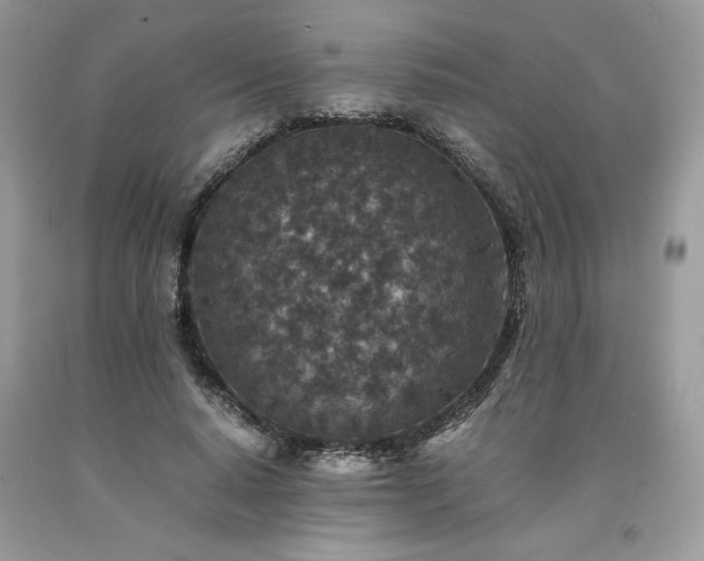 X0000094180640200710261132