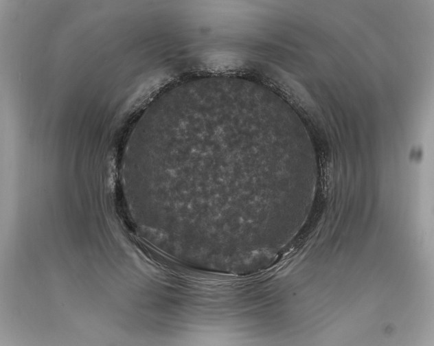 X0000094180644200710261132