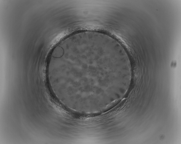 X0000094180679200710261132