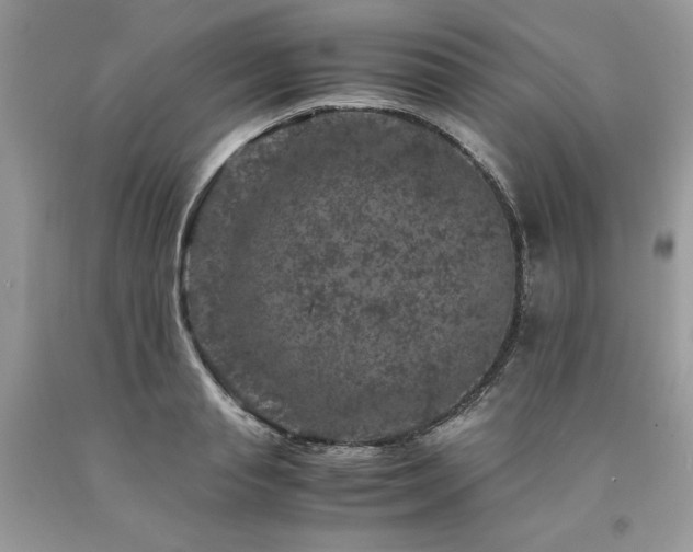 X0000094180845200710261130