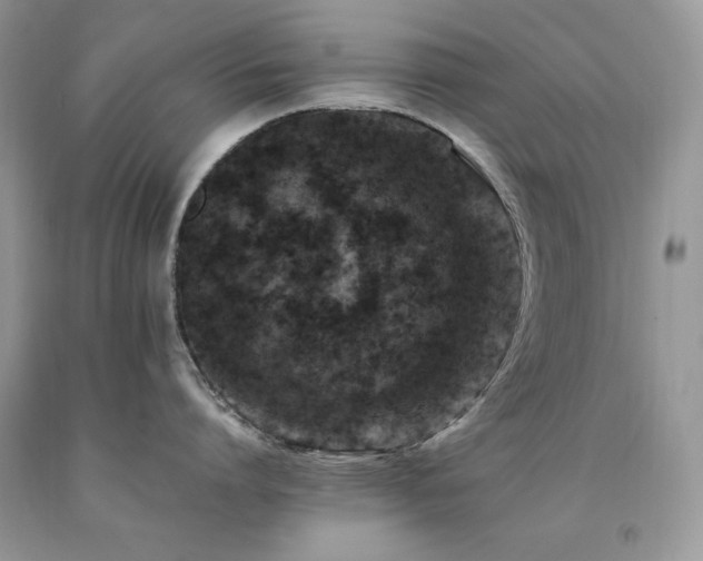X0000094180864200710261130