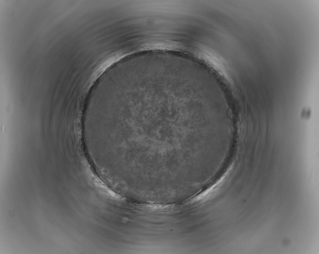 X0000094181025200710261127