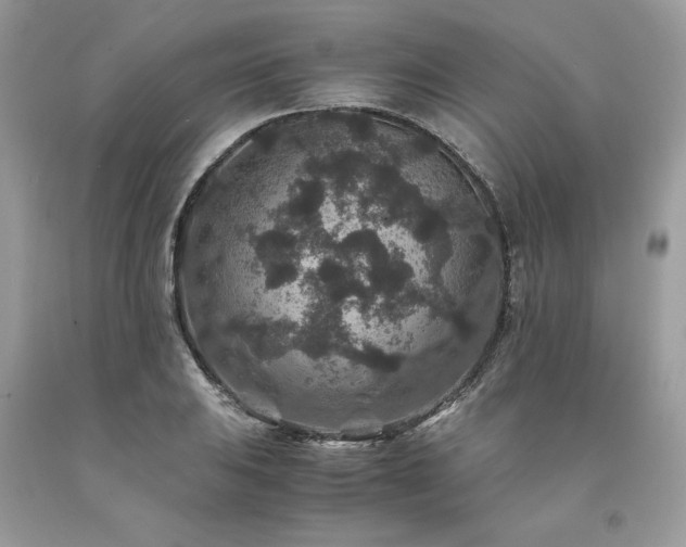 X0000094181031200710261127