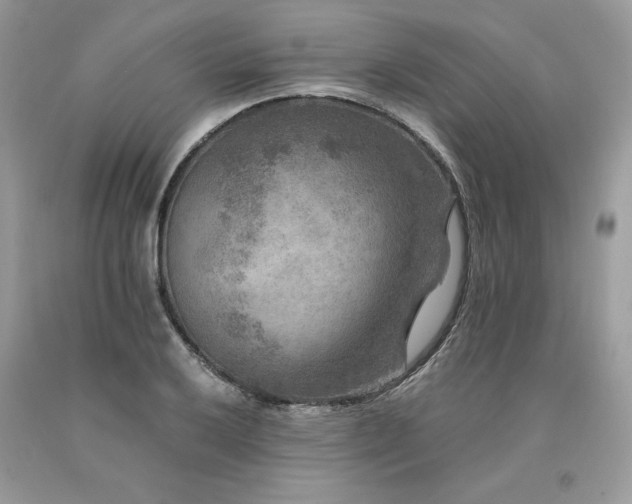 X0000094181032200710261127