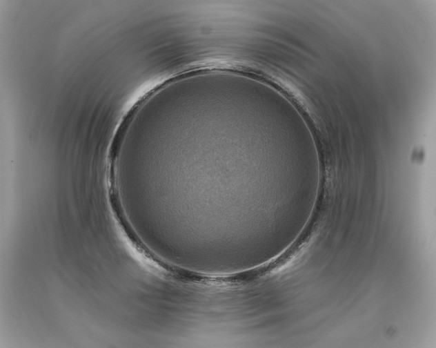 X0000094181034200710261127