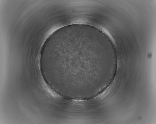 X0000094181035200710261127