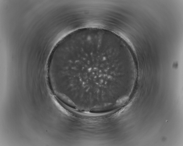 X0000094181037200710261127