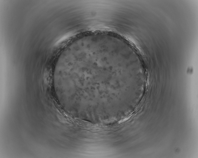 X0000094181063200710261127