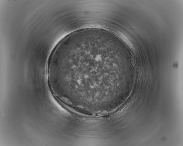 X0000094181084200710261126
