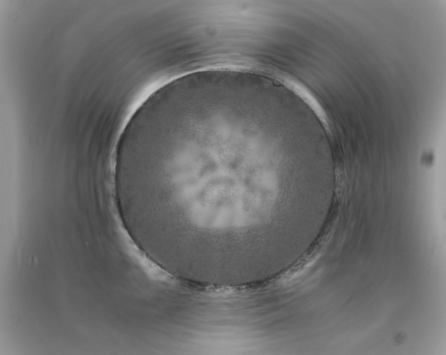 X0000094181099200710261126