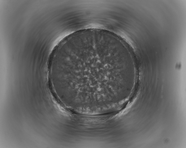 X0000094181117200710261125