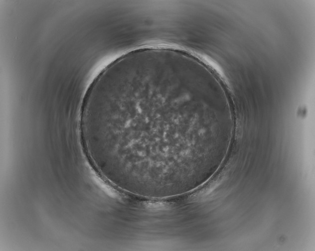 X0000094181231200710261124