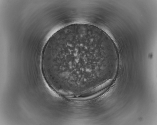 X0000094181245200710261124