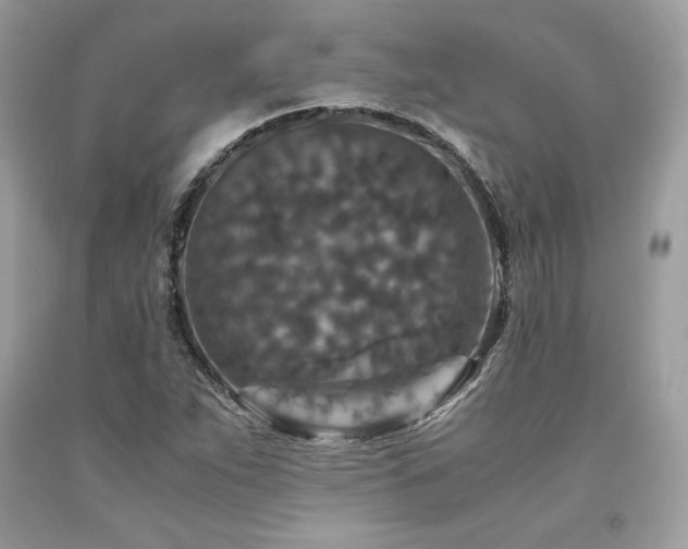 X0000094181263200710261124