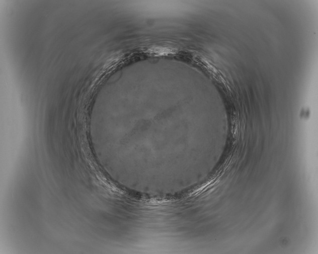 X0000094181393200710261121
