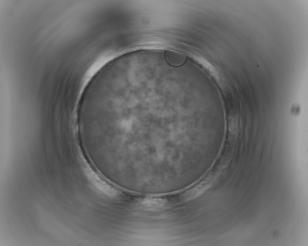 X0000094181466200710261120