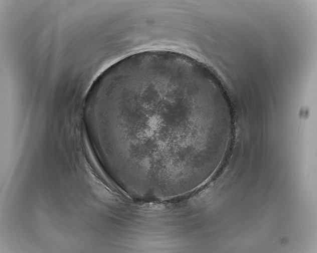 X0000094181505200710261120