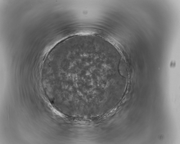 X0000094180337200711021010